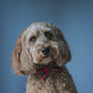 Red tartan bow tie