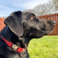 Red polka dot collar, lead and bow set