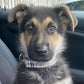 Beige tartan dog lead