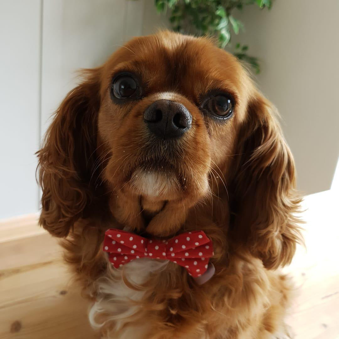 Red polka dot bow tie