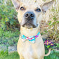 Wild Flowers Double D Safety Lock Dog Collar