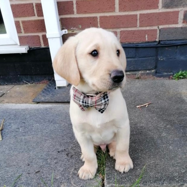 Beige tartan collar, lead and bow set