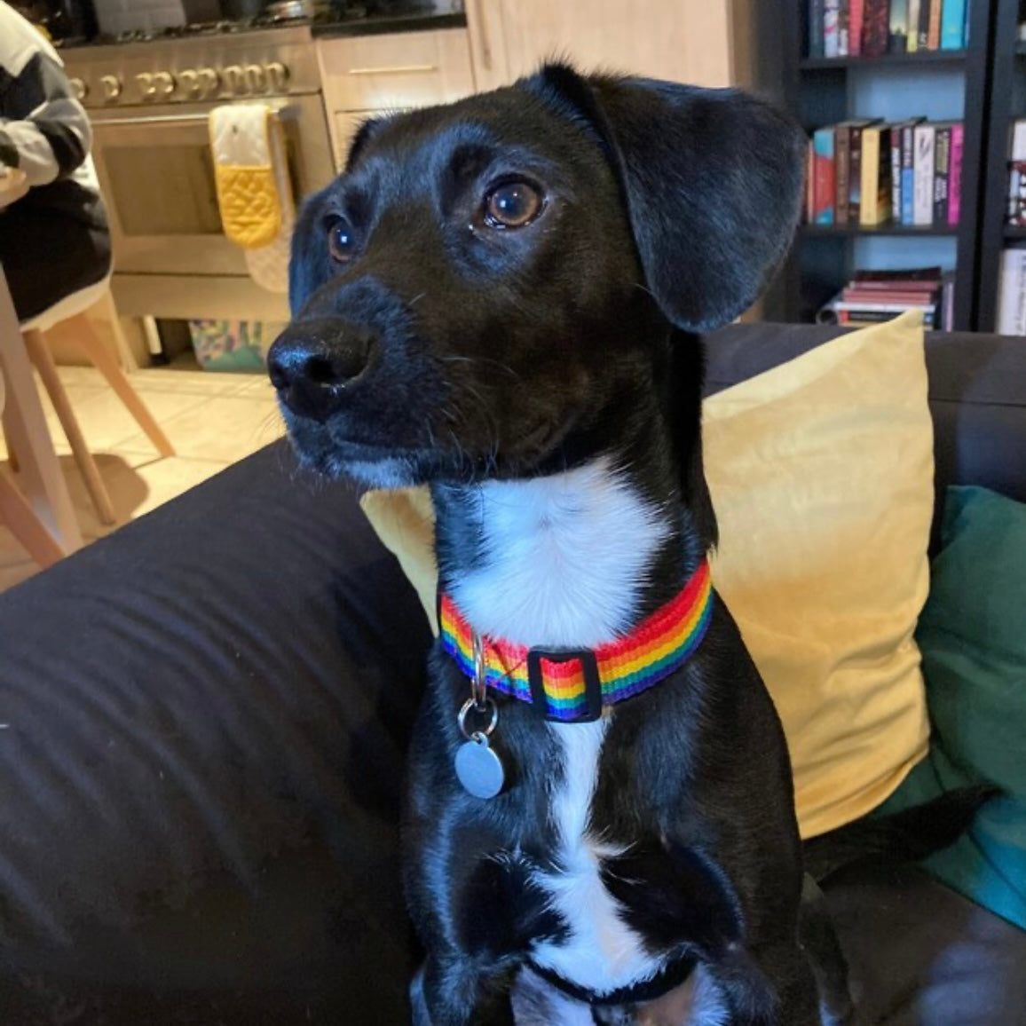 Rainbow dog collar