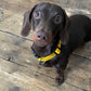 Yellow dog collar