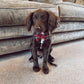 Red tartan bow tie