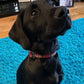 Red tartan dog lead