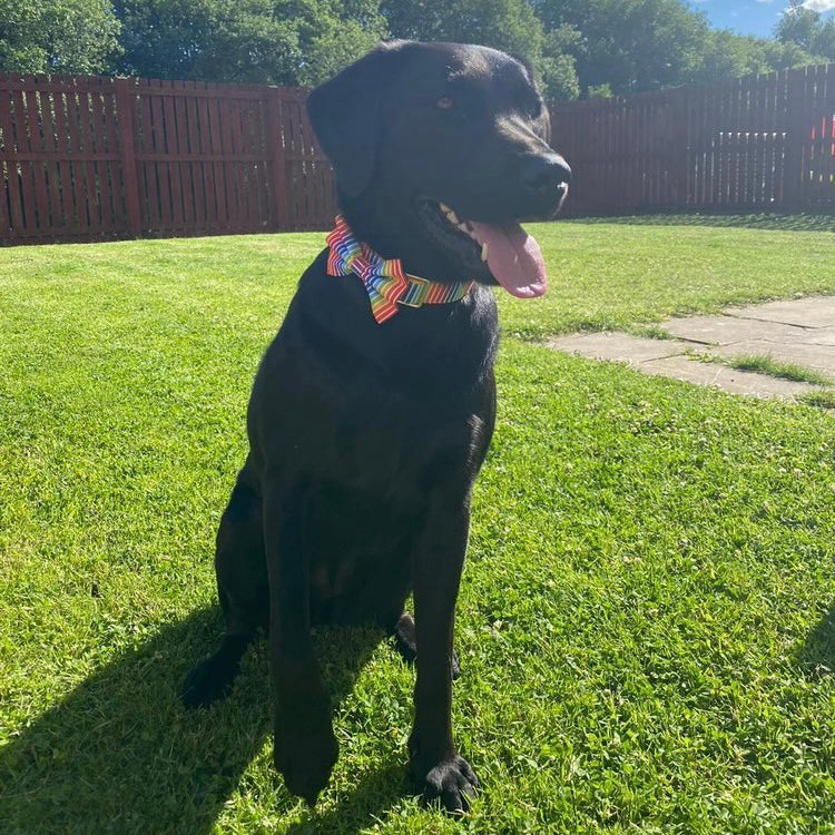 Rainbow stripe collar, lead and bow set