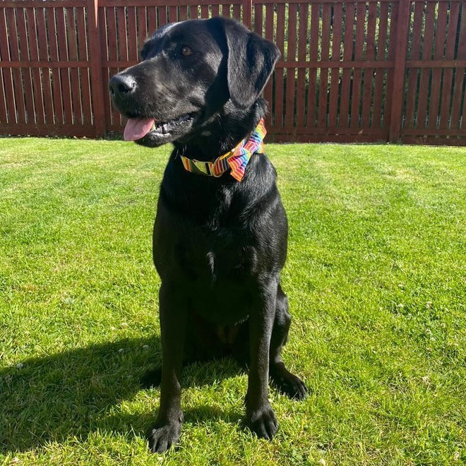 Rainbow stripe collar, lead and bow set