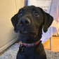 Red tartan dog collar
