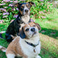 Beige tartan collar, lead and bow set